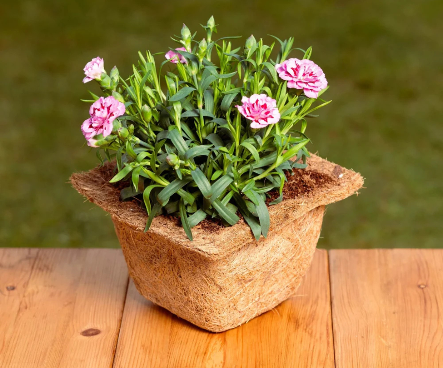 cocopeat Website 